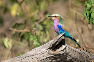 Lilac-breasted roller on fallen log in profile