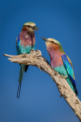 Lilac-breasted roller leans towards female on branch