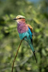 Lilac-breasted roller with catchlight near thick bushes