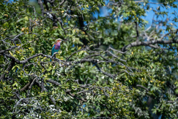 Lilac-breasted roller on branch of leafy tree