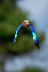 Lilac-breasted roller flies past trees dropping wings