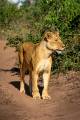Lioness stands on sandy track licking lips