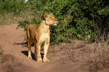 Lioness stands on sandy track lifting head