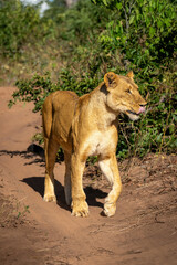 Lioness stands on sandy track lifting paw