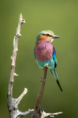 Lilac-breasted roller in sunshine on dead branch
