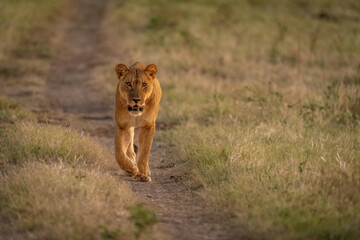 Lioness walks towards lens on dirt track