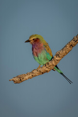 Lilac-breasted roller on branch in warm light