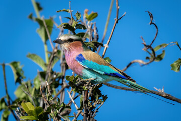 Lilac-breasted roller on leafy branch with catchlight