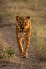 Fototapeta na wymiar Lioness walks towards camera on sandy track