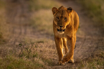 Lioness walking towards camera on dirt track