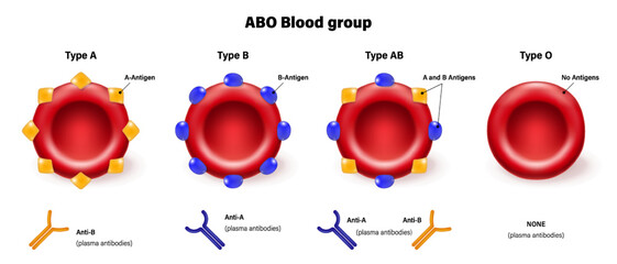 ABO blood group types vector. Types of blood (A, B, AB and O) chart. Red blood cell, antibodies in plasma and antigens. - obrazy, fototapety, plakaty