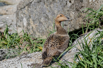 Female of North Pacific Eider (Somateria mollissima v-nigrum) at Chowiet Island, Semidi Islands, Alaska, USA