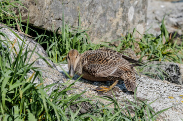 Female of North Pacific Eider (Somateria mollissima v-nigrum) at Chowiet Island, Semidi Islands, Alaska, USA