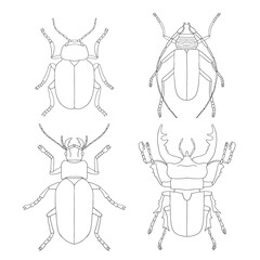 Fototapeta na wymiar Set of beetles, simple linear outline drawing by hand. Vector, isolated on white background. View of insects from above. Stag beetle, leaf beetle, barnacle beetle, carabus.