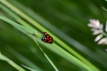 Two red cicadas on a plant