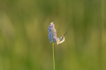 A large fly  on plant in nature