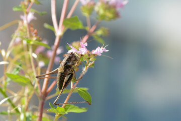 Brown grasshopper