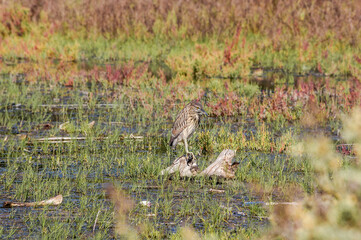Immature Black-crowned Night-Herron (Nycticorax nycticorax) in Malibu Lagoon, California, USA