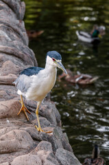 Black-crowned Night-Herron (Nycticorax nycticorax) in arboretum, Los Angeles, California, USA