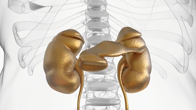 Human Kidneys Anatomy For Medical Concept 3D Rendering