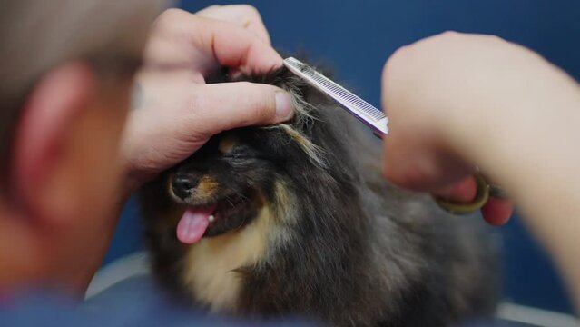 trimming spitz in grooming salon, professional groomer is cutting hair of little puppy