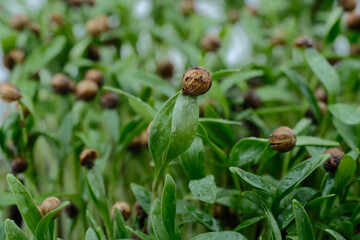 Cilantro microgreens with coriander seed attached. Macro