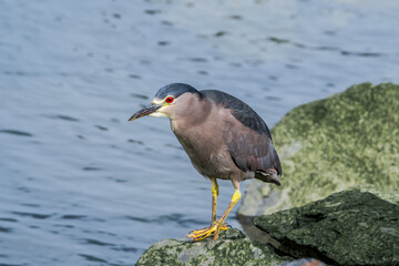 Black-crowned Night-Herron (Nycticorax nycticorax) on lagoon in Ushuaia, Land of Fire (Tierra del Fuego), Argentina