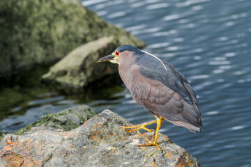 Black-crowned Night-Herron (Nycticorax nycticorax) on lagoon in Ushuaia, Land of Fire (Tierra del Fuego), Argentina