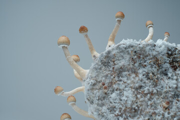 Mycelium block of psychedelic psilocybin mushrooms Thai with fruits. Micro growing of psilocybe cubensis on grey background.
