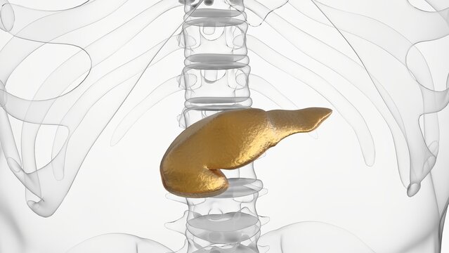 Pancreas Human Digestive System Anatomy For Medical Concept 3D rendering