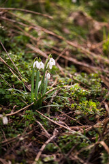 Photography of snowdrops in the forest, spring time, nature beauty