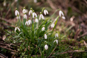 Photography of snowdrops in the forest, spring time, nature beauty