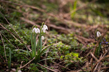 Photography of snowdrops in the forest, spring time, nature beauty