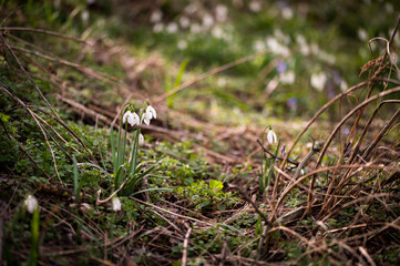 Photography of snowdrops in the forest, spring time, nature beauty