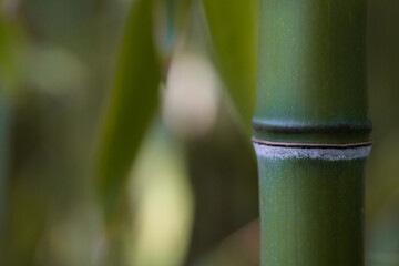 Obraz premium Close up of a Bamboo stalk. Bamboo forest. Selective focus. Green colored.