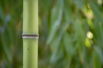 Bamboo stalk detail. Bamboo forest. Green background. Ants on the bamboo. Green background.