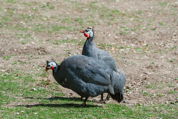 Helmeted Guineafowls (Numida meleagris) in park