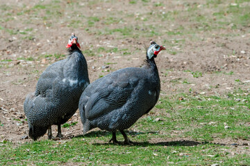 Helmeted Guineafowls (Numida meleagris) in park