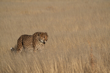 A cheetah searching for prey in the grasslands of the Kalahari Desert in Namibia.