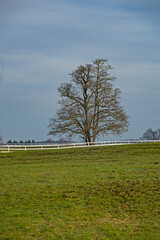 Obraz premium meadow and lonely tree in Bavaria
