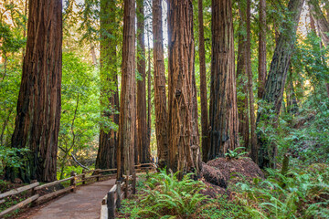 Towering Pines, Muir Woods National Monument