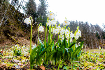 Obraz premium A, vorarlberg, Bregenzerwald, Bizau, Bizauer Moos im Frühling mit Märzenbechern