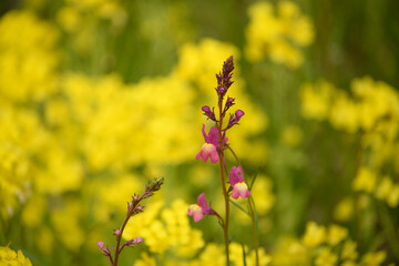 姫金魚草と菜の花
