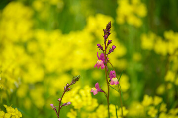 姫金魚草と菜の花