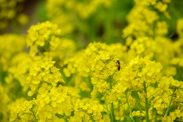 菜の花とミツバチ