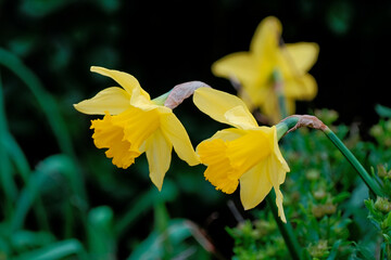 Jonquilles jaunes .