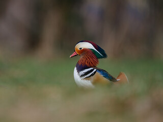 Mandarin Duck colorful 