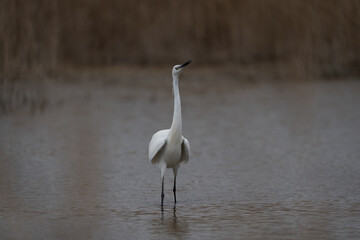 Grey Heron wildlife 