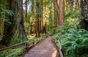 Fototapeta premium Towering Pines, Muir Woods National Monument