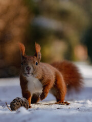 Wild red Squirrel 